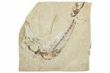Cretaceous Fossil Fish (Scombroclupea?) - Lebanon #251416-1